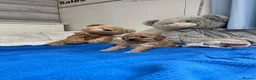Miniature Poodle dogs for sale: 🐾 Adorable  Poodle Puppies for Sale! 🐾 - Advert 32