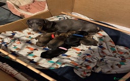 Miniature Dachshund dogs for sale: Adorable KC Reg smooth coated mini Dachshunds - Image 7