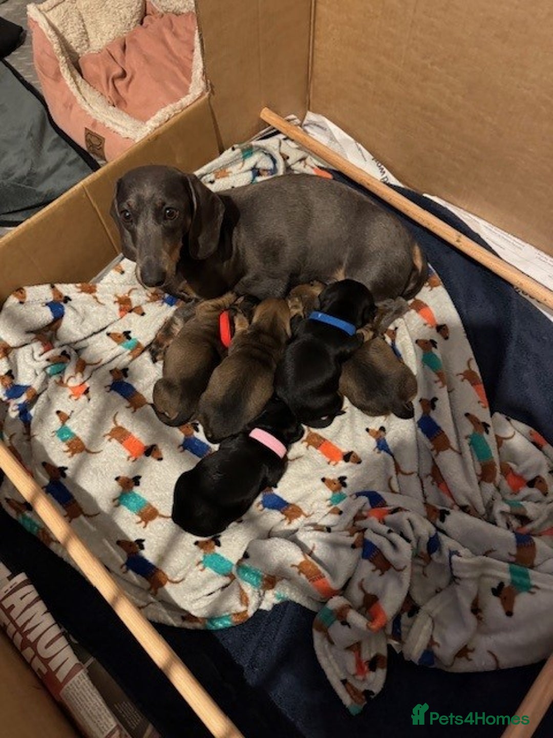 Miniature Dachshund dogs for sale: Adorable KC Reg smooth coated mini Dachshunds - Image 7