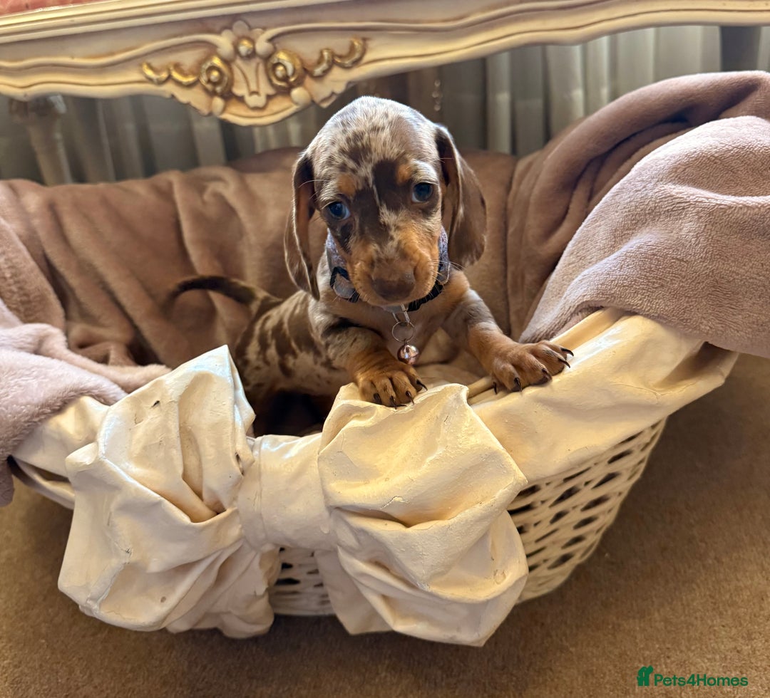 Dachshund dogs for sale: KC one little girl left STANDARD dachshund puppy  - Image 7