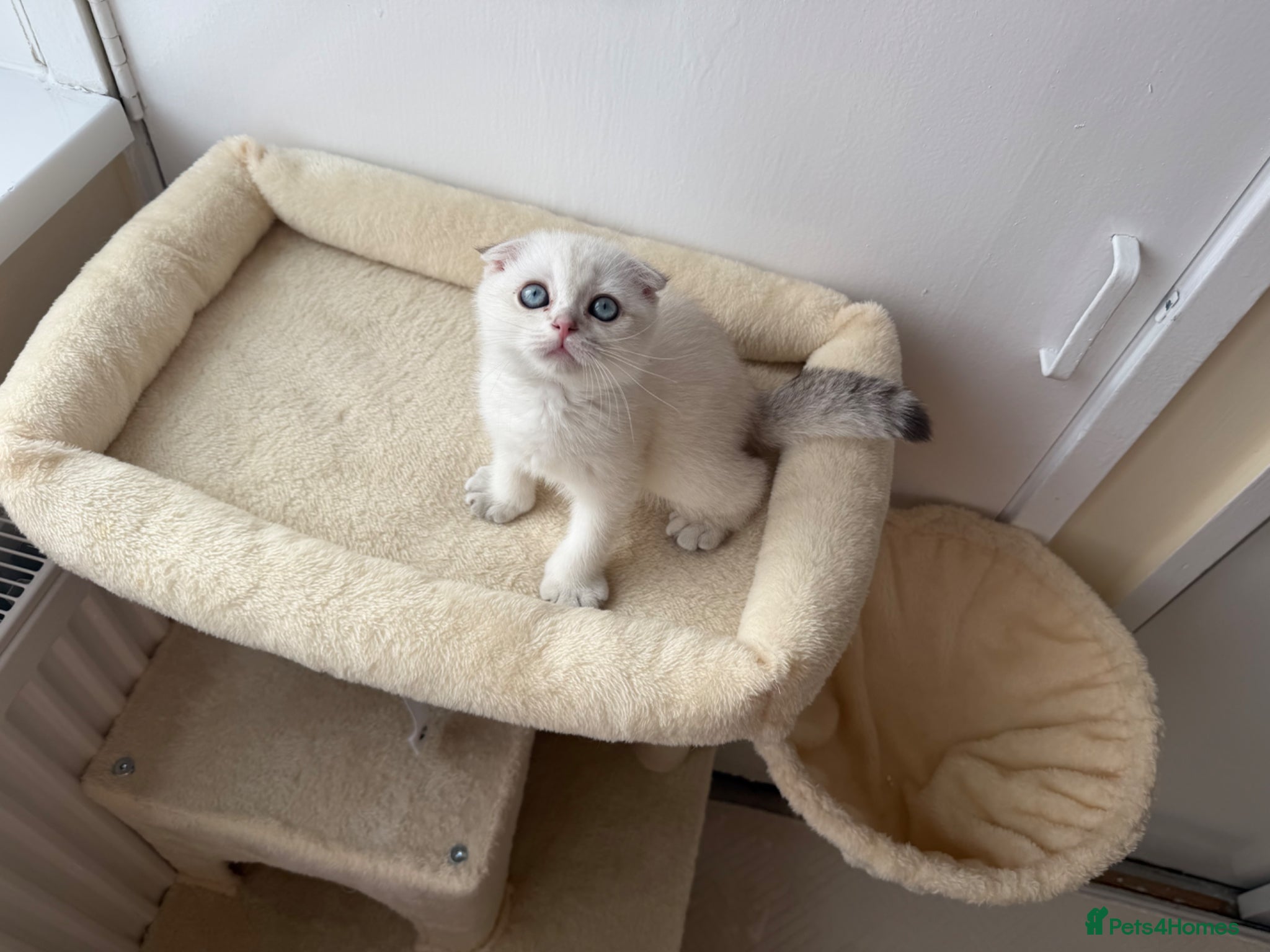 Scottish Fold cats for sale: Scotish fold  - Advert 9