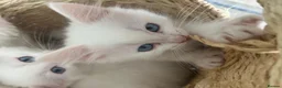 Ragdoll cats for sale: Stunning babies ragdolls - Advert 4