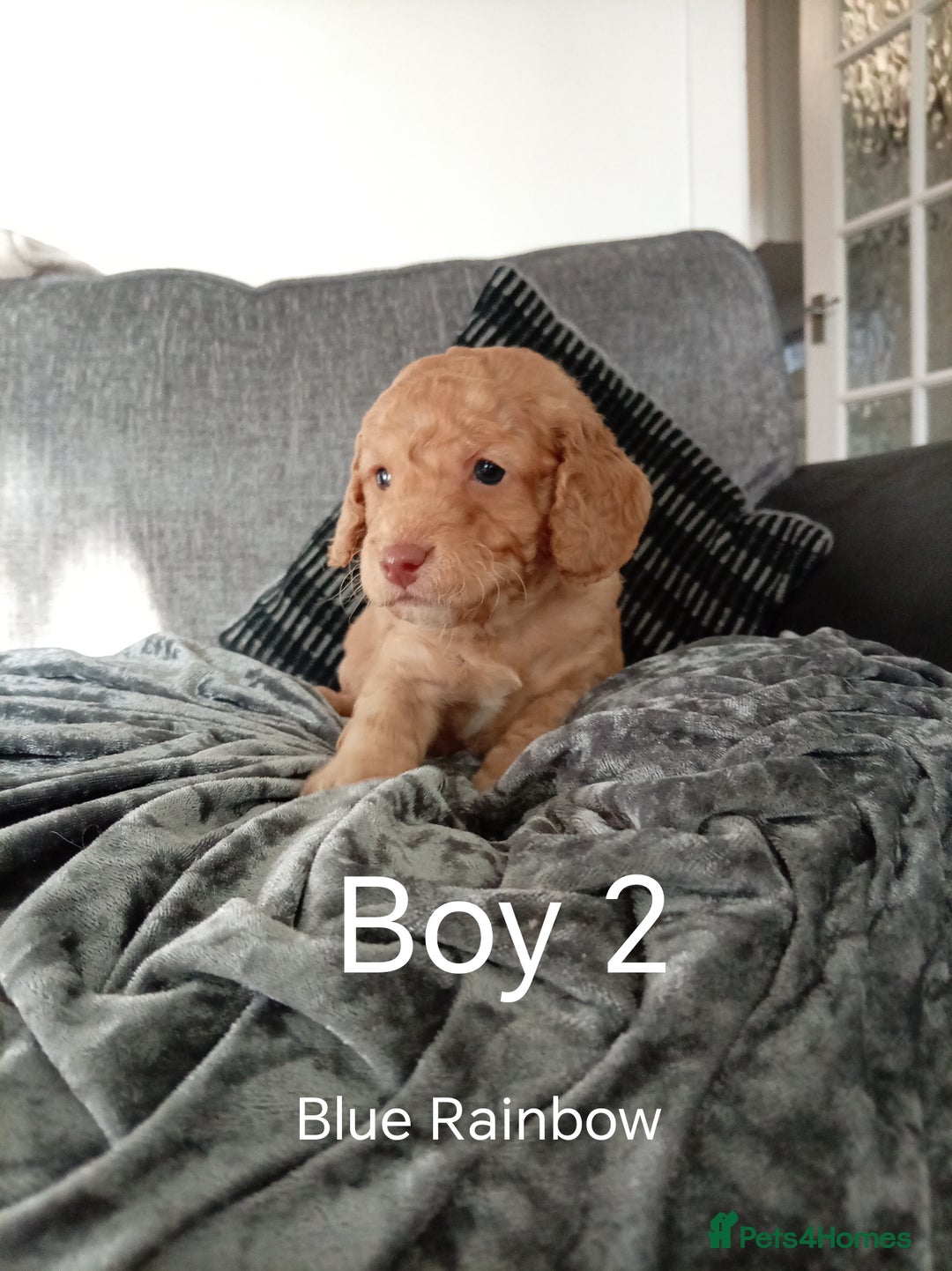 Cockapoo dogs for sale: 8 Beautiful Cockapoos puppies - Advert 17