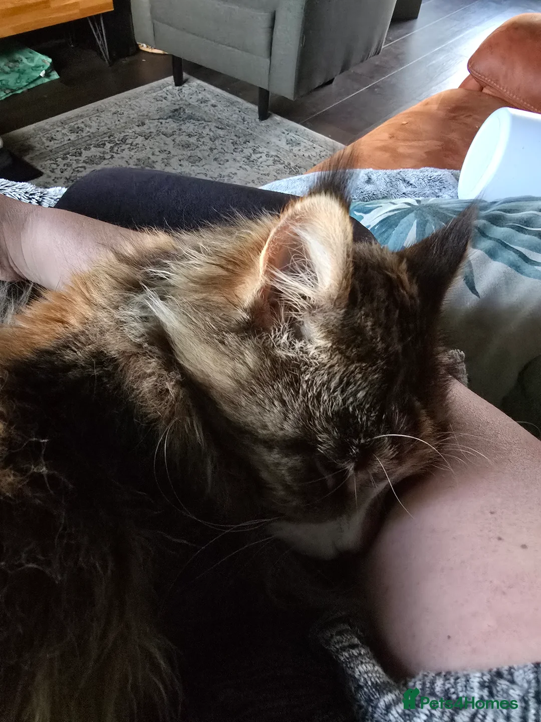 Mixed Breed cats for sale: Sisters looking for a new family home <3 - Advert 7