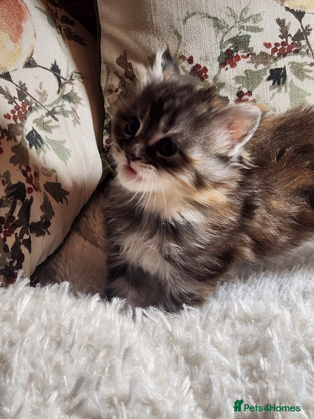 Maine Coon cats for sale:  Ready Now! Maine coon Kittens  - Advert 25