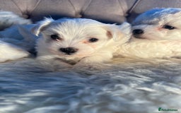Mixed Breed dogs for sale: Bichon Maltese puppies!!! 3 girls and 1 boy!!! - Image 10