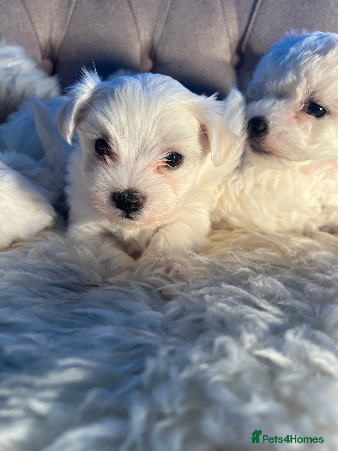 Mixed Breed dogs for sale: Bichon Maltese puppies!!! 3 girls and 1 boy!!! - Image 10