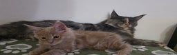 Maine Coon cats for sale: Rare Red Female Maine Coon – TICA Registered - Advert 13