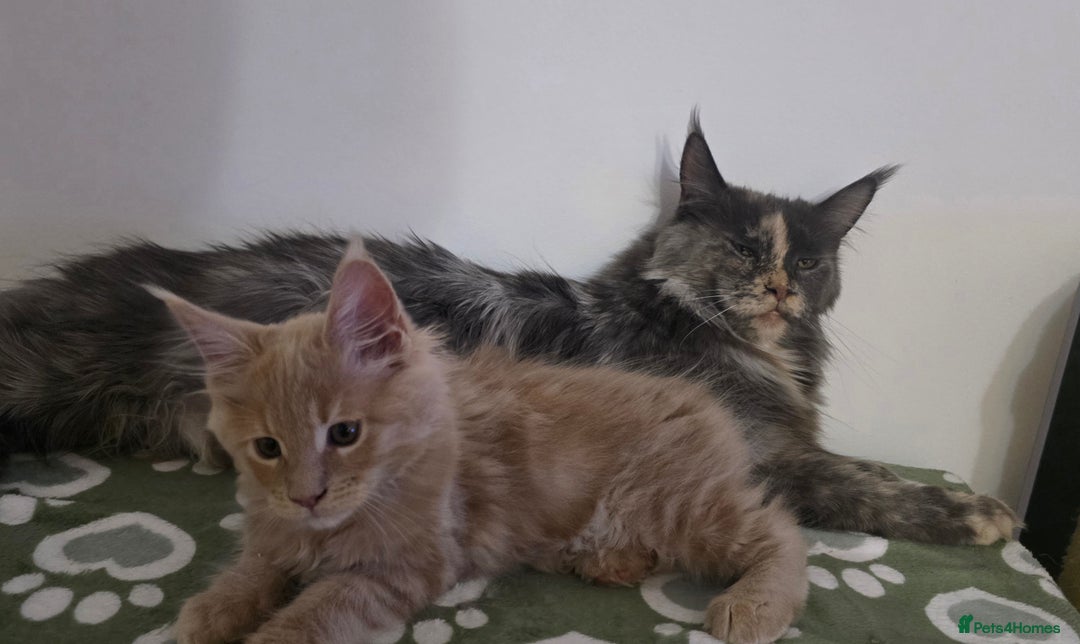 Maine Coon cats for sale: Rare Red Female Maine Coon – TICA Registered - Advert 13