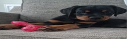 Rottweiler dogs for sale: Quality KC Rottweilers - Advert 14