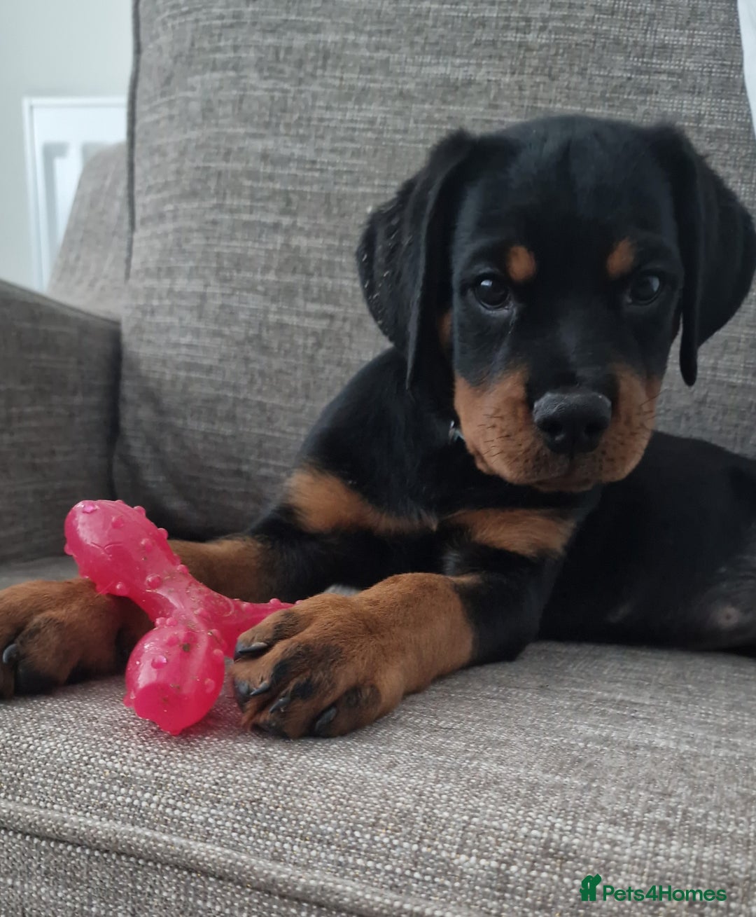 Rottweiler dogs for sale: Quality KC Rottweilers - Advert 14