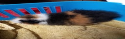 Guinea Pig rodents for sale: Swiss tri coloured girl - Advert 1