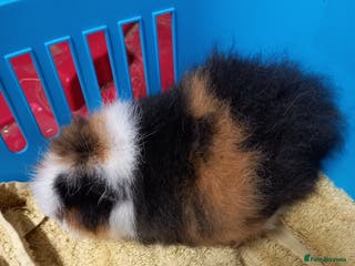 Guinea Pig rodents Swiss tri coloured girl - Advert 4