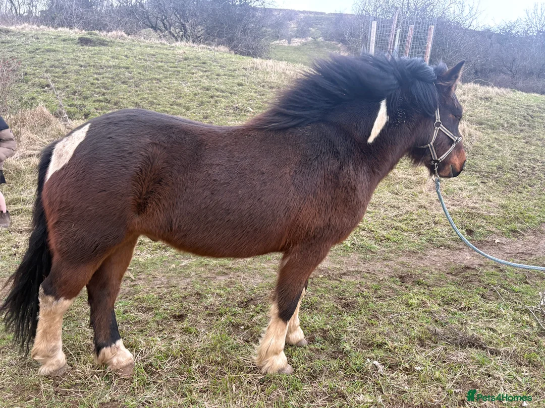 Dartmoor horses for sale: Handsome 3 year old gelding 12.2  - Advert 2