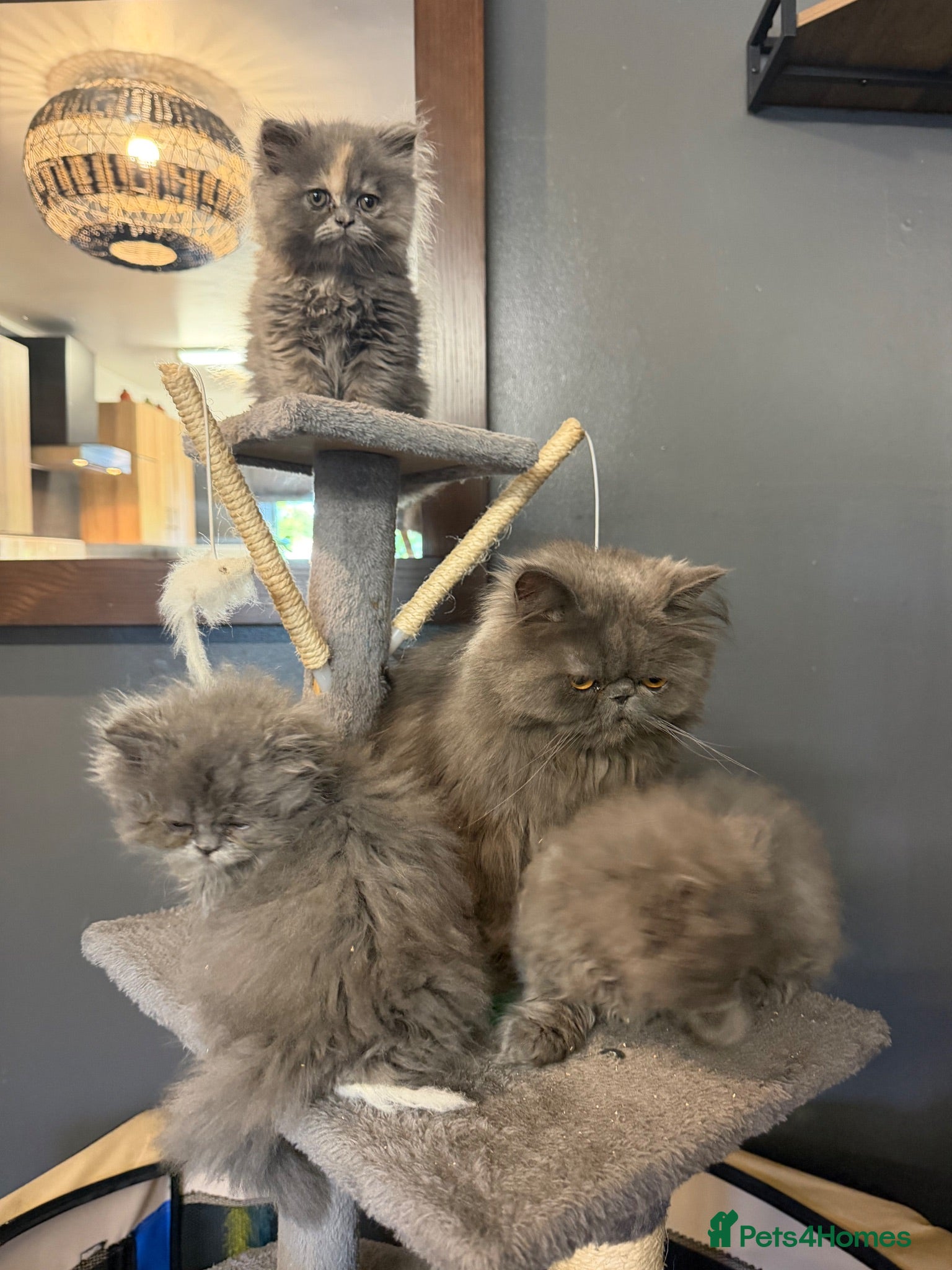 Persian cats Beautiful Persian kittens  - Advert 1