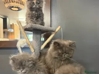 Persian cats Beautiful Persian kittens - Advert 1