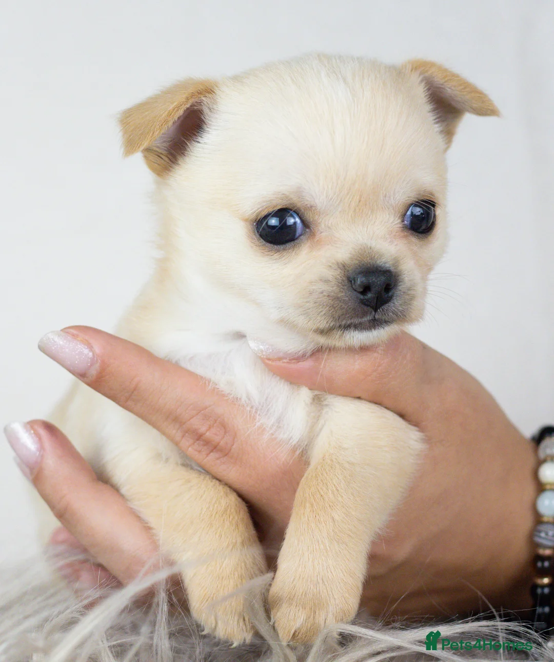 Chihuahua dogs for sale: Short- haired Chihuahua girls - Advert 12