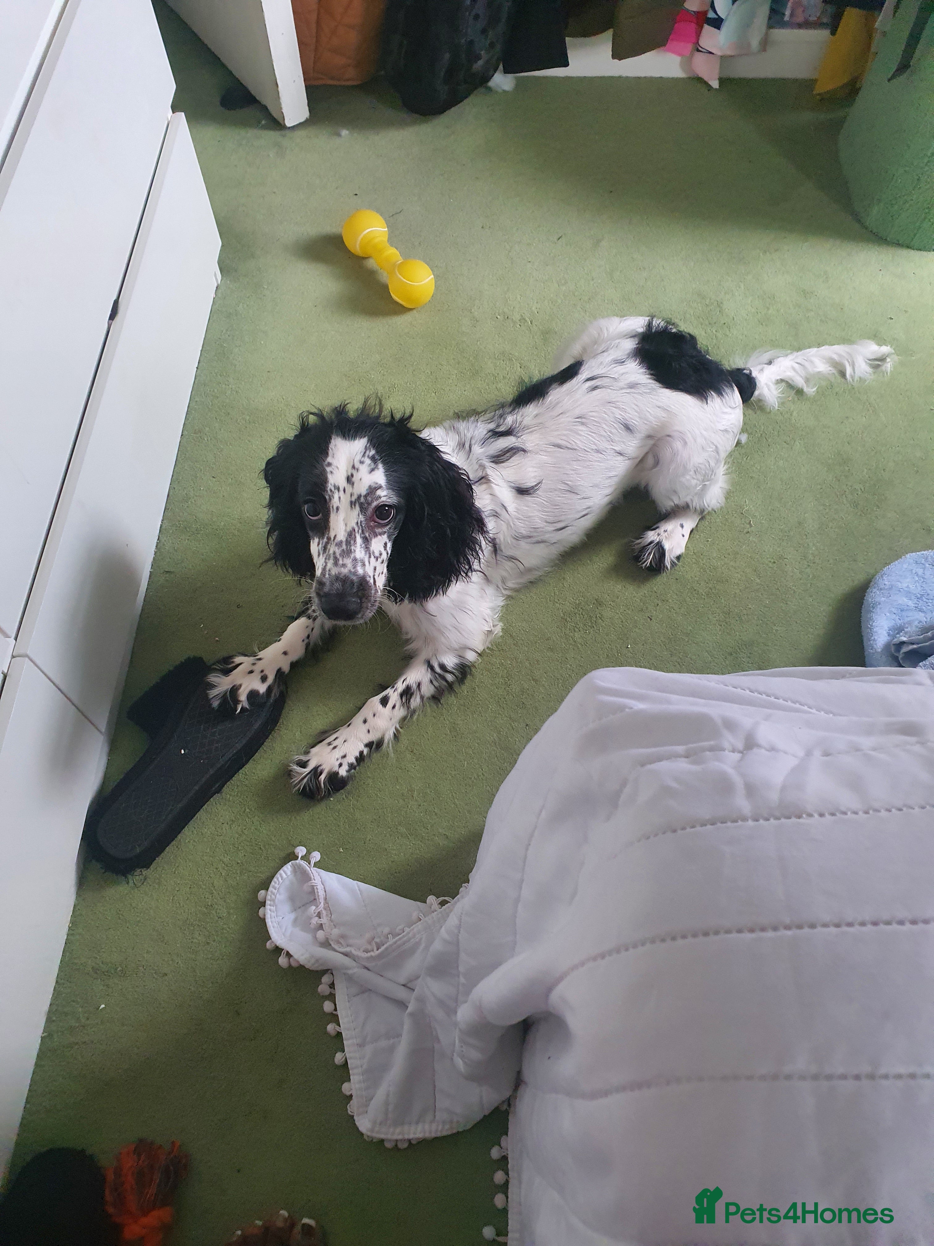 Cocker Spaniel dogs Lady Bobbi - Advert 11