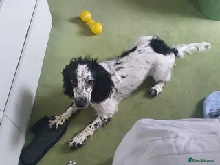 Cocker Spaniel dogs Lady Bobbi - Advert 11