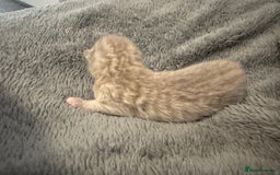 British Shorthair cats for sale: Beautiful bsh kittens  - Image 6