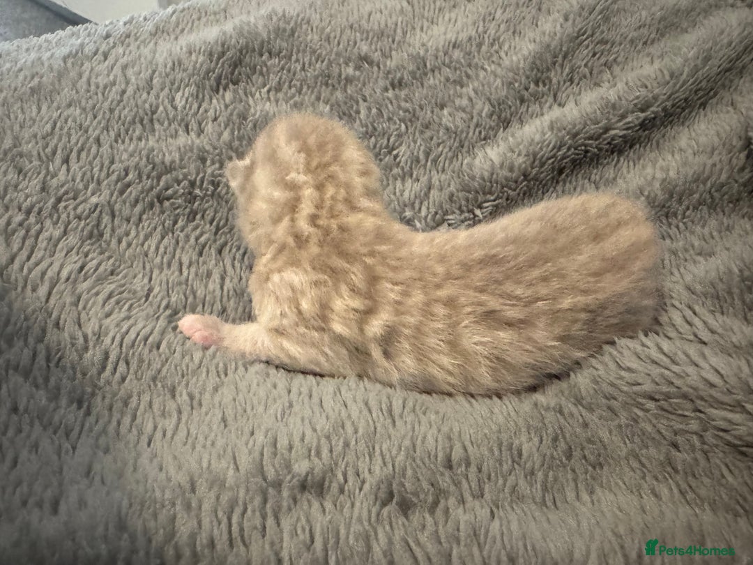 British Shorthair cats for sale: Beautiful bsh kittens  - Image 6