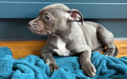 Staffordshire Bull Terrier dogs for sale: 🐾 Beautiful KC Fully Vaccinated Girl Available 🐾 in Peterborough - Image 31