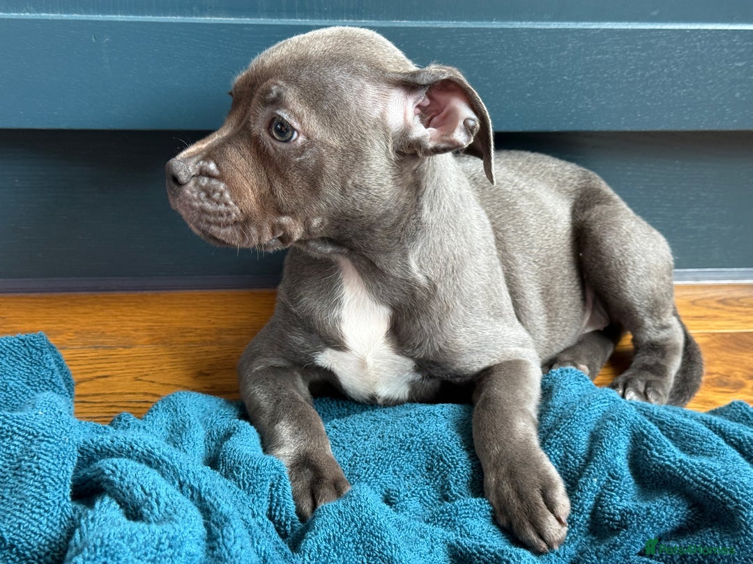 Staffordshire Bull Terrier dogs for sale: 🐾 Beautiful KC Fully Vaccinated Girl Available 🐾 in Peterborough - Image 31