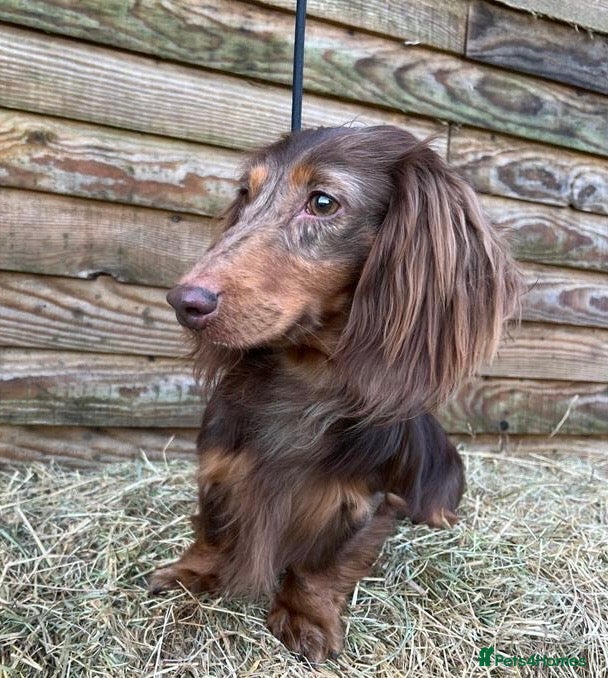 Miniature Dachshund dogs Miniature Long Haired Chocolate & Tan Dapple in Doncaster - Advert 17