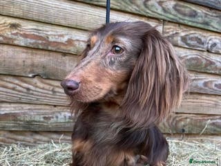 Miniature Dachshund dogs Miniature Long Haired Chocolate & Tan Dapple in Doncaster - Advert 10
