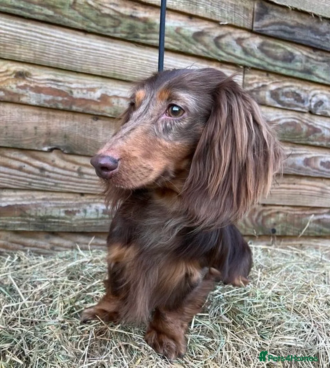 Miniature Dachshund dogs for stud: Miniature Long Haired Chocolate & Tan Dapple in Doncaster - Advert 1