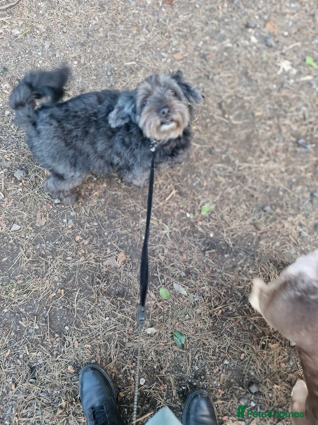 Pomapoo dogs for sale: ✨ Leo – Exceptional F1B Pomapoo Boy – 1,800 ✨ - Advert 2