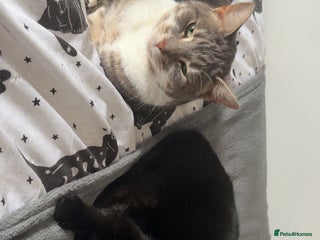 Mixed Breed cats for sale: 2 cats for rehoming - Advert 1