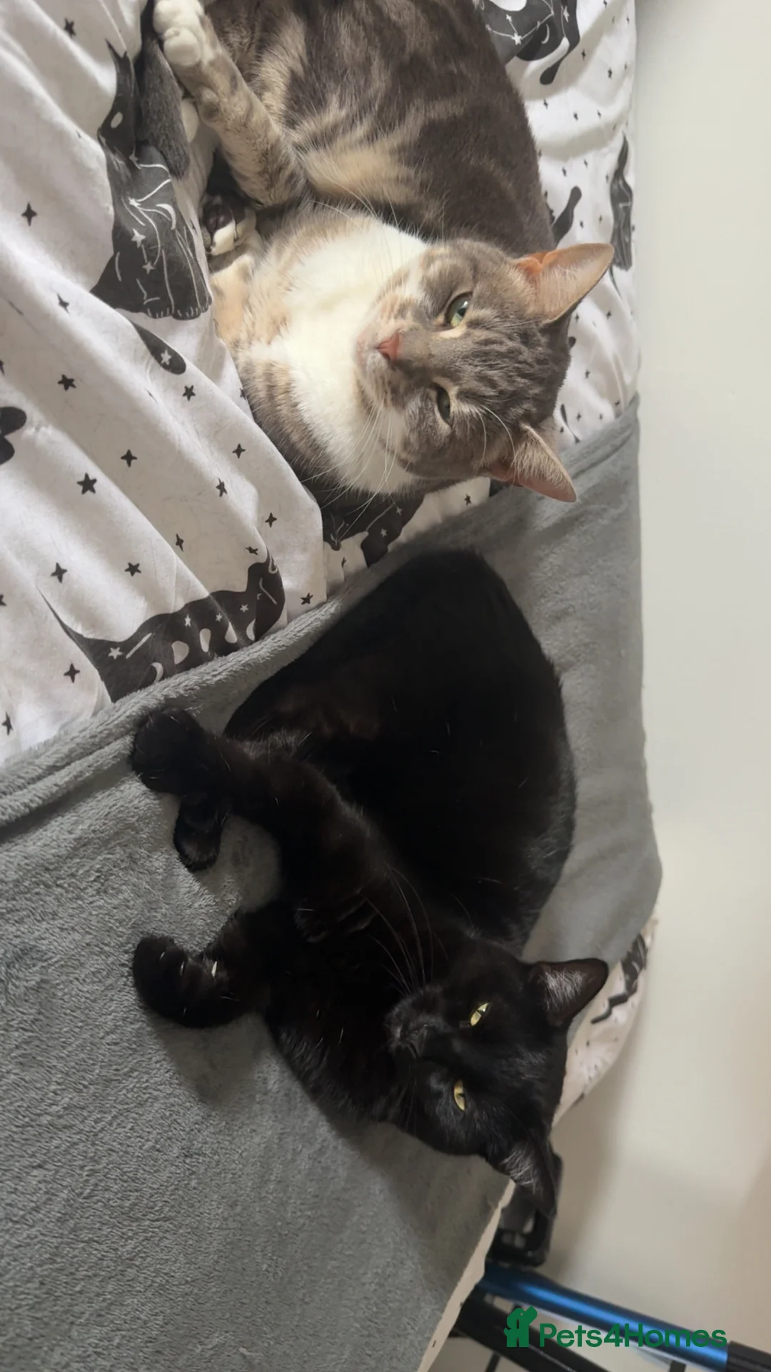 Mixed Breed cats for sale: 2 cats for rehoming  - Advert 1