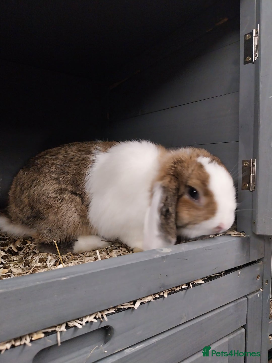 Mini Lop rabbits for sale: Mini lop rabbits  - Image 8