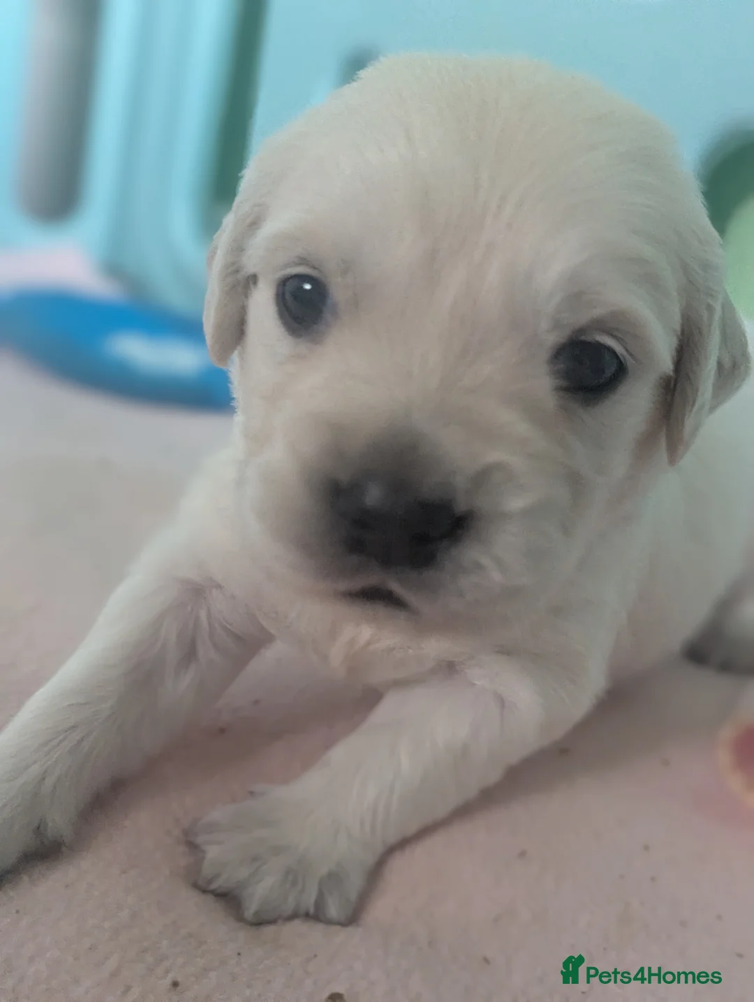 Golden Retriever dogs for sale: 🐾6  Golden Retriever Puppies! 🐾 - Advert 12