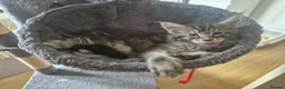Maine Coon cats for sale: Pedigree gccf registered maine coon kittens - Advert 14