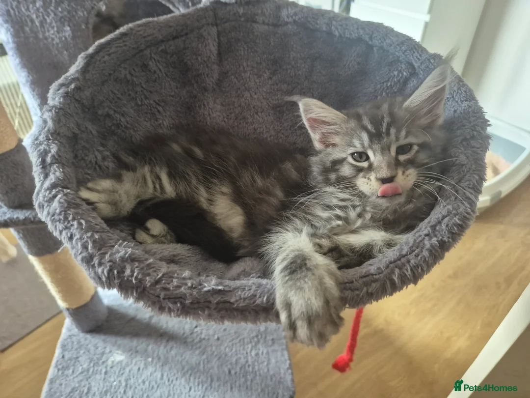Maine Coon cats for sale: Pedigree gccf registered maine coon kittens - Advert 14