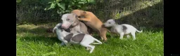Whippet dogs for sale: Whippet puppy’s  in Beaworthy - Advert 3