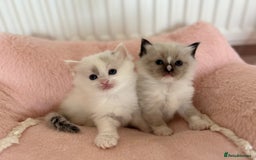Ragdoll cats for sale: Beautiful rare pattern TICA Ragdoll babies - Image 7