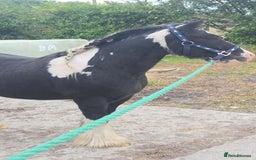 Irish Cob horses for sale: Tucker  - Image 2