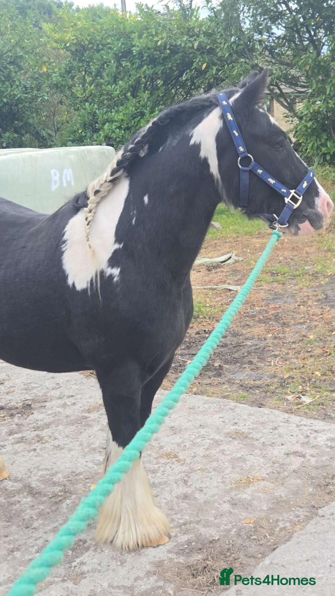 Irish Cob horses for sale: Tucker  - Image 2