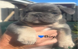 French Bulldog dogs for sale: French Bulldog Puppies - Image 3