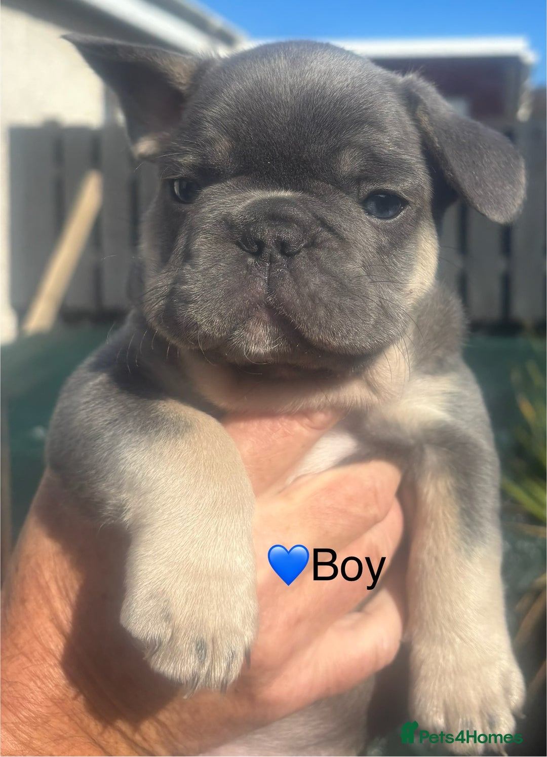 French Bulldog dogs for sale: French Bulldog Puppies - Image 3