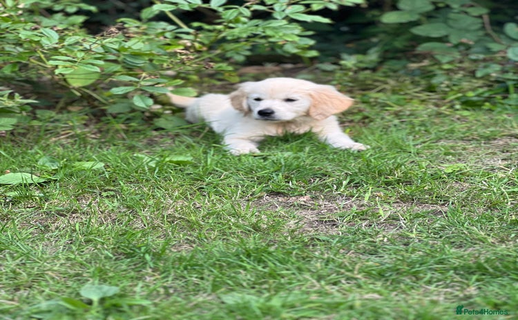 Golden Retriever dogs - Advert 9