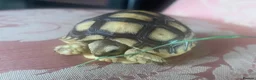Tortoise reptiles for sale: Sulcata tortoise babies - Advert 3