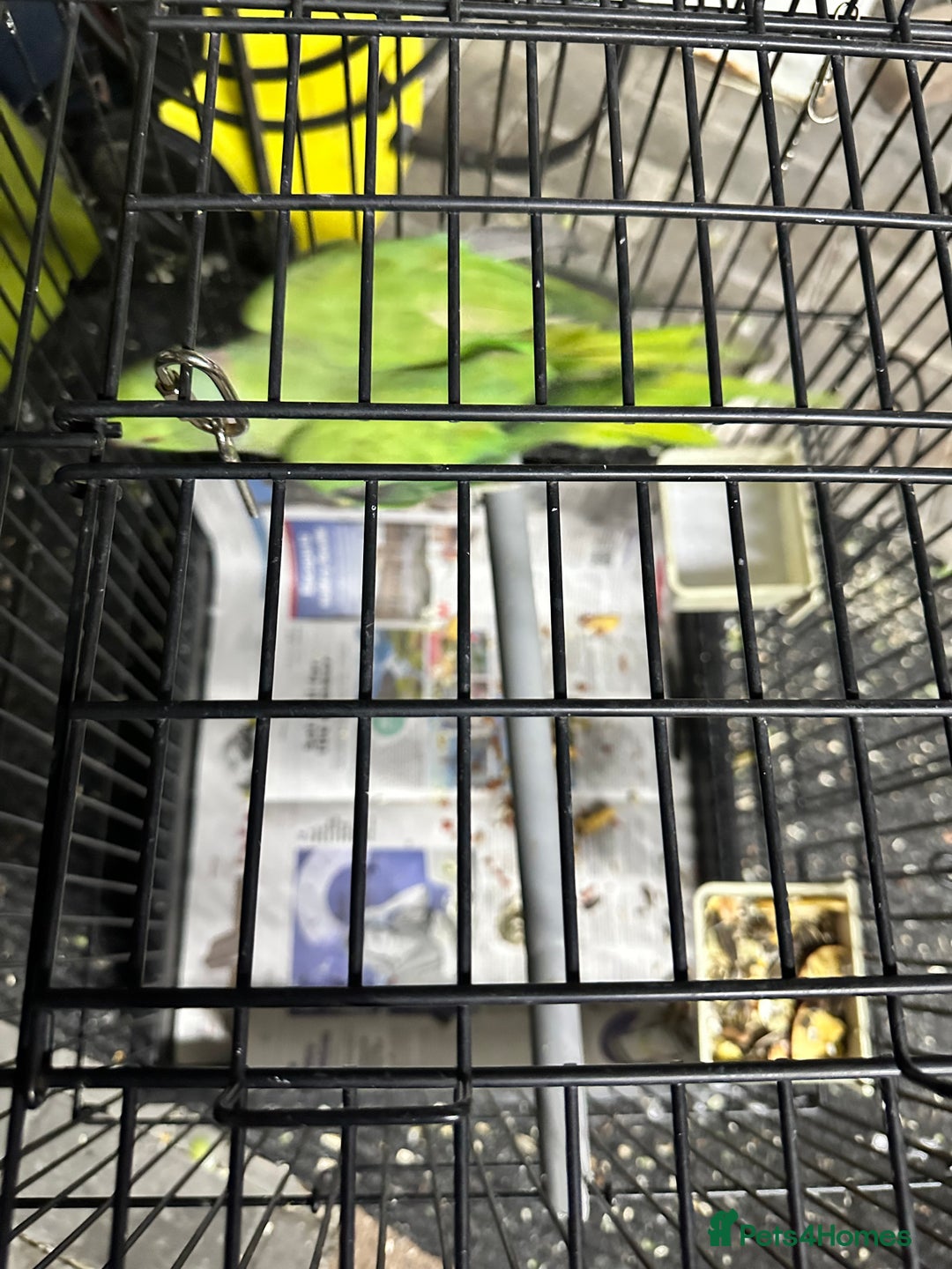 Parrots birds for sale: Parakeet parrot for sale - Image 1