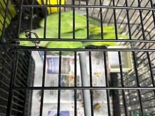 Parrots birds - Advert 25