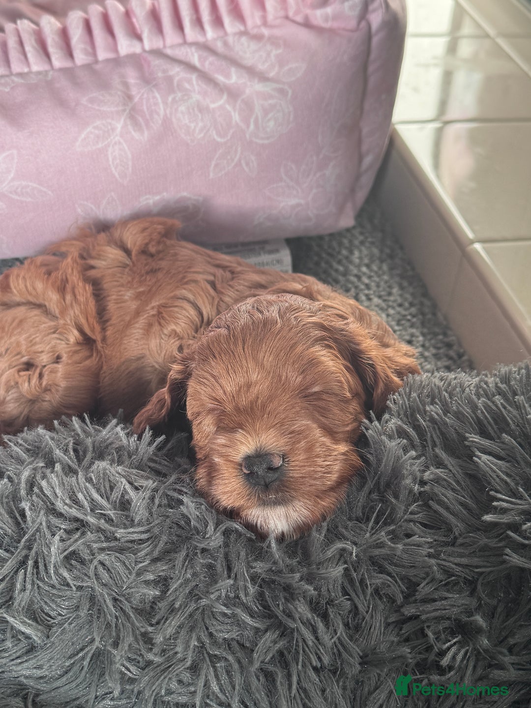Cockapoo dogs for sale: Stunning Miniature Cockapoo puppies. - Advert 7