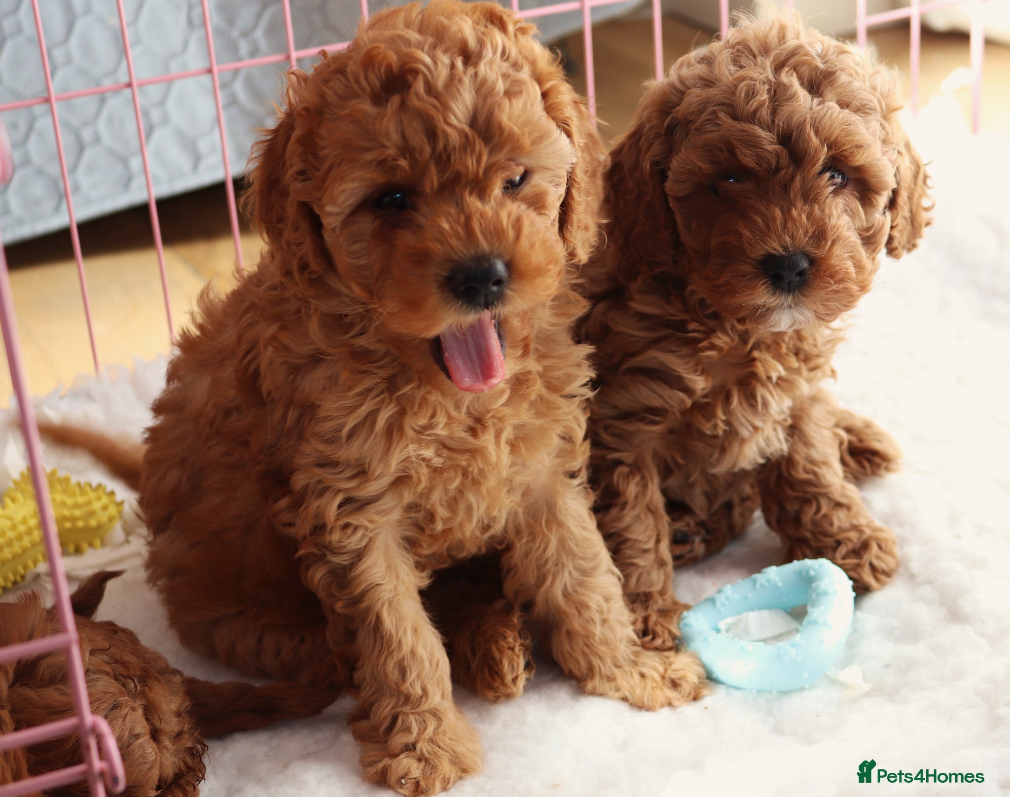 Cavapoo dogs 2 Top Quality Puppies, fully DNA tested Parents - Advert 2