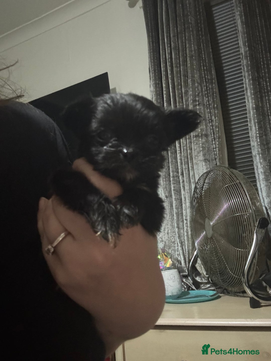 Shih Tzu dogs for sale: 3 puppies for sale - Image 3